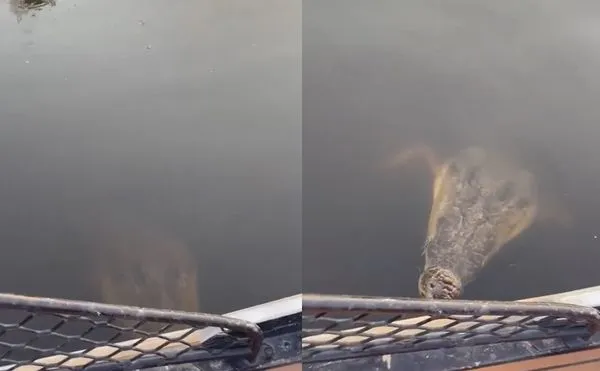 搭船旁邊有巨鱷埋伏　女差點被「9秒斷頭」恐怖畫面曝光！（圖／翻攝自TikTok／bushy.beach.tim）