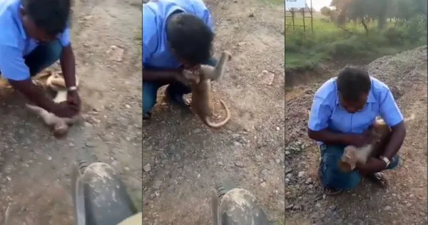 印度男子CPR救援遭野狗攻擊的猴子。（圖／翻攝自FB）
