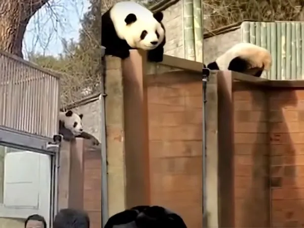 ▲▼北京熊貓萌蘭昨日試圖翻牆，目睹遊客全看傻眼。（圖／翻攝自Youtube／青蜂侠）