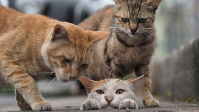 攝影師專拍「浪浪貓卡洞日常」萌翻　爆10萬貓奴追蹤