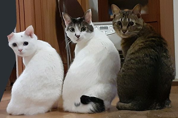 ▲▼3隻貓在暖爐前排排坐取暖。（圖／翻攝自推特／@ADOTYA0123）