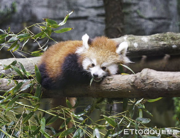 ▲▼小貓熊換上「紅棕毛衣」超萌亮相。（圖／台北市立動物園授權提供）