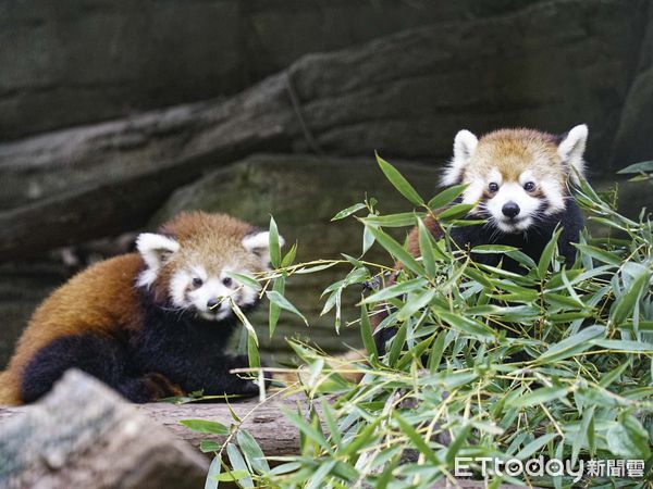 ▲▼小貓熊換上「紅棕毛衣」超萌亮相。（圖／台北市立動物園授權提供）