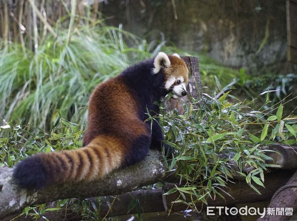 ▲▼小貓熊換上「紅棕毛衣」超萌亮相。（圖／台北市立動物園授權提供）