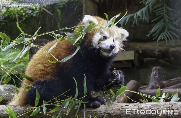 ▲▼小貓熊換上「紅棕毛衣」超萌亮相。（圖／台北市立動物園授權提供）