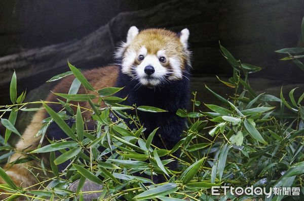 ▲▼小貓熊換上「紅棕毛衣」超萌亮相。（圖／台北市立動物園授權提供）