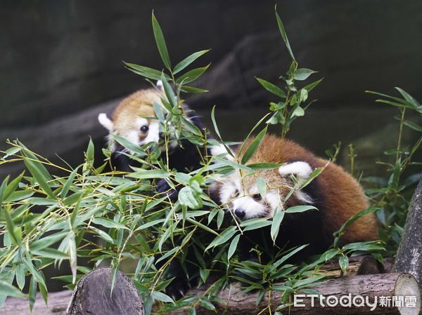 ▲▼小貓熊換上「紅棕毛衣」超萌亮相。（圖／台北市立動物園授權提供）