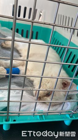 ▲▼香港2隻幼貓被遺棄在路邊。（圖／網友姚小姐提供，請勿隨意翻拍，以免侵權。）