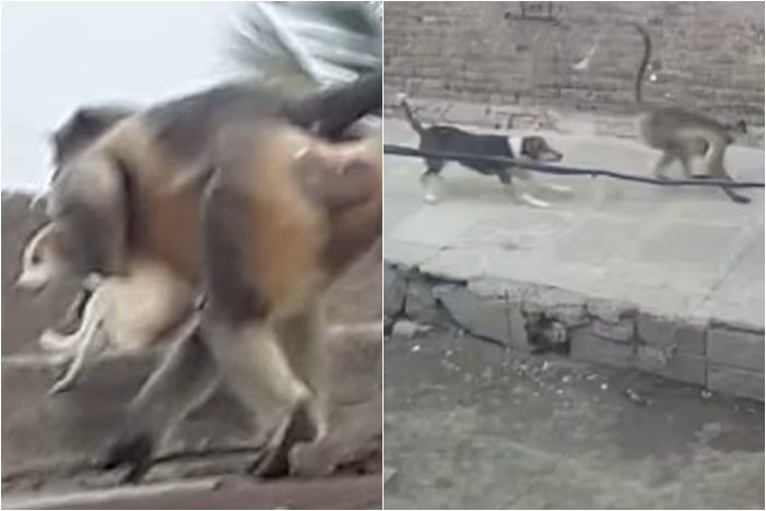 ▲▼ 印度猴子殺狗。（圖／翻攝自YouTube）