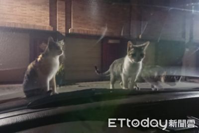 停車遭「3地頭喵」貼窗逼視攔車 對看數秒PO網笑問:該報警嗎?