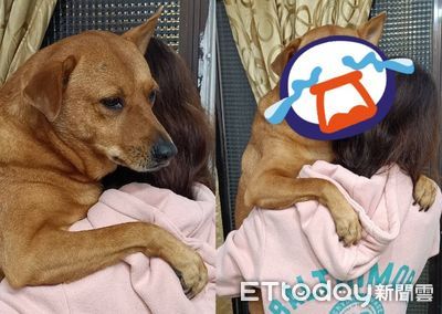 媽媽抱=去洗澡 米克斯汪被「愛的抱抱」垮臉笑不出來