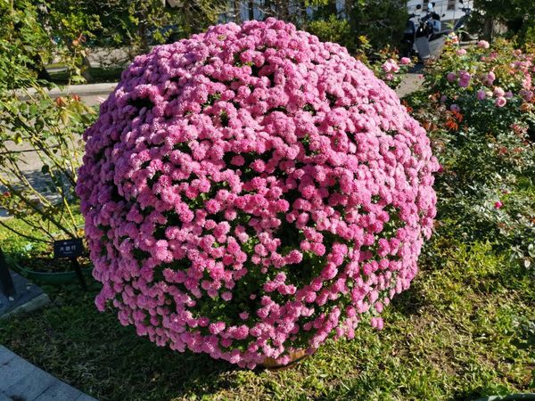 ▲士林官邸菊展落幕後，一顆顆「菊花球」被移駕到新生公園。（圖／公園處提供）