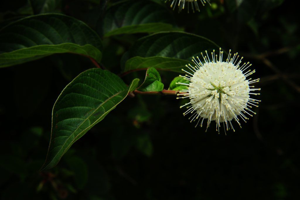 ▲▼與冠狀病毒「撞臉」的白色頭狀花序。（圖／翻攝中研院訊）