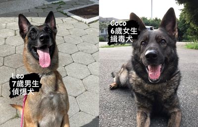 新北警犬隊「10隻毛警官」退休啦！　5大認養條件曝光幫找一個家