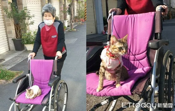 ▲72歲嬤拿輪椅「推毛孫散步」　　曬貓當復健暖哭千人：最棒的陪伴。（圖／飼主夏麗鳳、夏美娟提供）