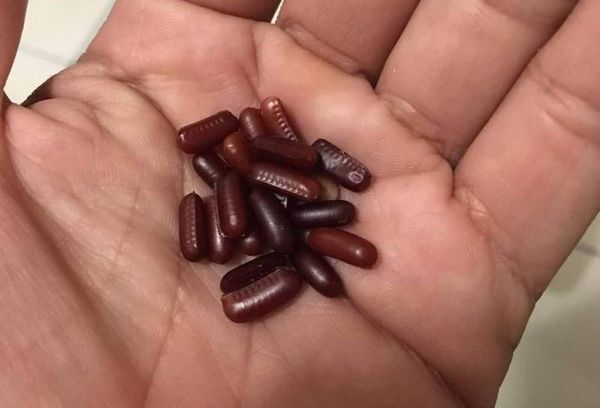 ▲▼             。（圖／翻攝自《爆廢公社》）