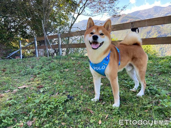 ▲▼柴犬露營完回家累到叫不醒。（圖／網友Rita Lee授權提供）