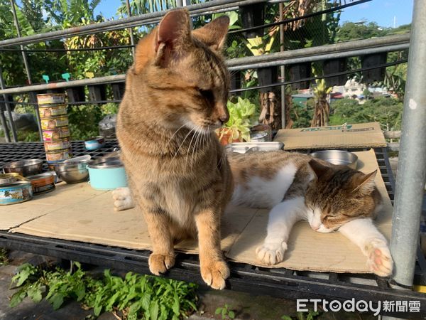 ▲▼寵物餐廳（圖／飼主June Li授權）