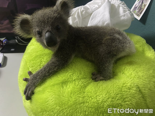 ▲▼人工哺育無尾熊〜一點一滴成長中。（圖／台北市立動物園提供，下同）