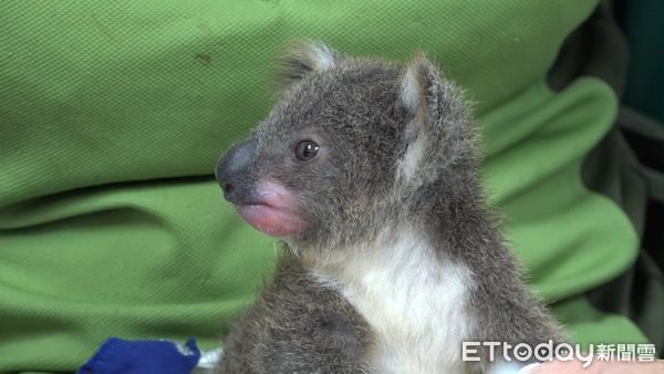 ▲▼人工哺育無尾熊〜一點一滴成長中。（圖／台北市立動物園提供，下同）