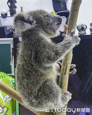 ▲▼人工哺育無尾熊〜一點一滴成長中。（圖／台北市立動物園提供，下同）