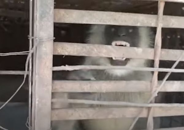 ▲▼ 印度官員抓捕2隻殺害幼犬的猴子。（圖／翻攝自YouTube）