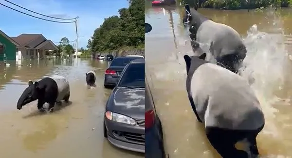 ▲▼馬來西亞洪災路邊出現「雙色國寶」　水淹膝蓋母帶子小跑步過車群。（圖／翻攝自Twitter@changing_shade）