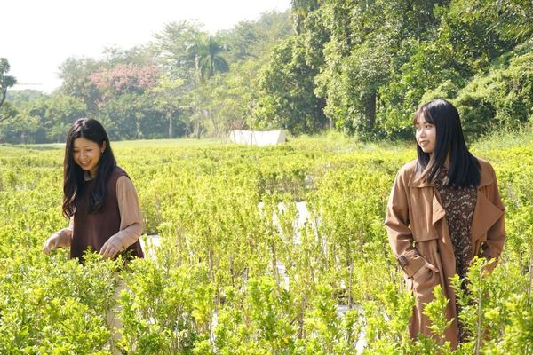 ▲▼澄清湖迷宮花園。（圖／翻攝高雄旅遊網官網）