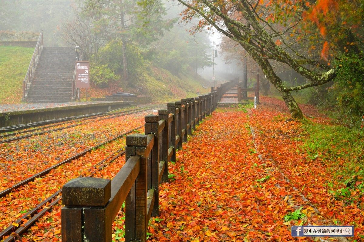 一夜風雨洗禮 阿里山紅楓 織成赤色地毯 薄霧中絕美風景曝 Ettoday生活新聞 Ettoday新聞雲