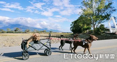 狗哥哥「拉車載癱瘓弟」飛奔出遊　友愛畫面感動上千網：會暈車啦