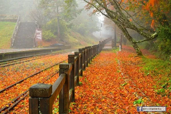 ▲阿里山紅楓。（圖／漫步在雲端的阿里山提供）