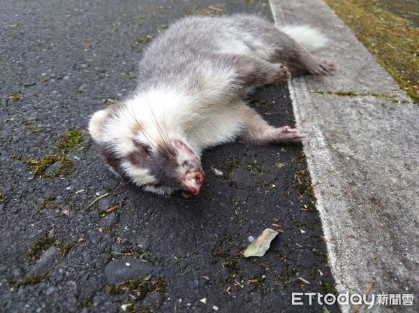 ▲近期玉山國家公園管理處獲通報野生動物死亡案件中，鼬獾仍有被檢出狂犬病陽性的案例。（圖／翻攝「玉山國家公園」臉書粉專）