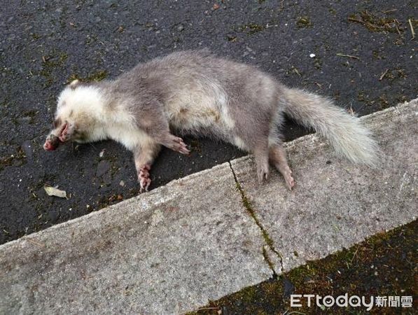 ▲玉山國家公園管理處去年底獲通報死亡的野生鼬獾中，仍有被檢出狂犬病陽性的案例。（圖／資料照片，翻攝「玉山國家公園」臉書粉專）