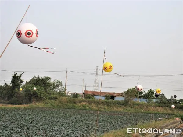 ▲台南市農業局針對水雉主要棲地，擴大發放驅鳥球及推廣鐵粉披覆稻種直播示範田，獎勵農民友善耕種、棲地維護，兼顧農民生產與生態保育。（圖／記者林悅翻攝，下同）