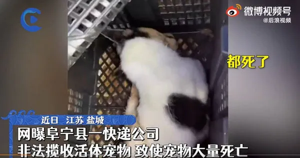 大陸發現殘忍郵寄活體動物的狀況，一隻隻活狗活貓遭裝在密閉紙箱或籠子中，才運送到轉運站就已大多死亡。（圖／翻攝自后浪視頻微博）