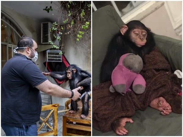 ▲▼伊朗黑猩猩巴蘭（Baran）回歸自然過程中被同類打死。（圖／翻攝推特帳號@rezahakbari、@MemarianIman、@KianSharifi）
