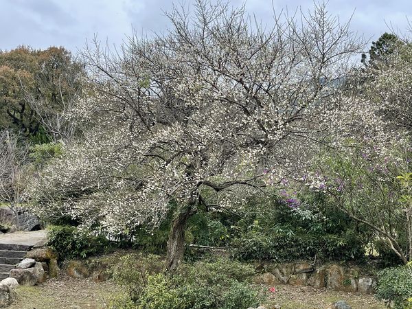 ▲陽明山陽明公園（小廣場、王陽明銅像、梅花園）、前山公園、花卉試驗中心12/23梅花已開了6成，花期約一週。（圖／公園處提供）