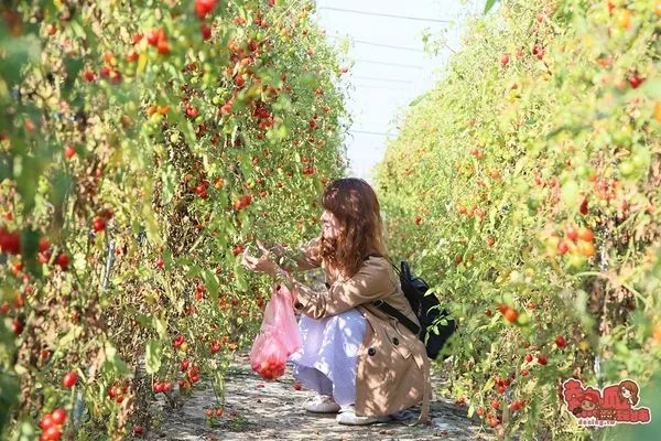 ▲▼夢幻團長鹽地番茄園。（圖／熱血玩台南授權提供，下同，請勿隨意翻攝以免侵權）