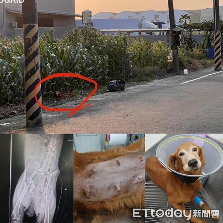 ▲▼10年助千隻黃金獵犬送到國外當寶　狗腳印聯盟「集中力量救浪浪」。（圖／狗腳印幸福聯盟授權提供）