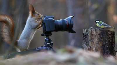 俄攝影師丟誘餌埋伏森林　捕捉「松鼠與鳥」友愛瞬間：笑一個喔！