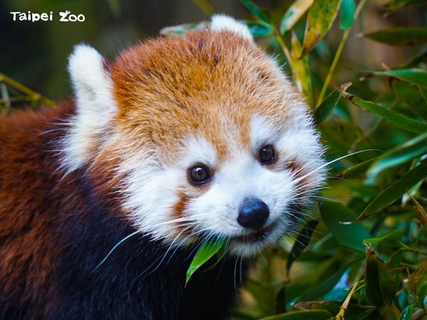 ▲盤點2021北市動物園新生寶寶　「貘花豆、呷百二弟」你看過幾隻？（圖／台北市立動物園提供）