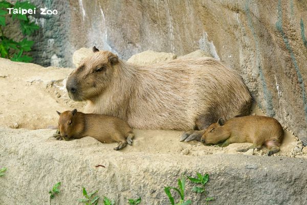 ▲盤點2021北市動物園新生寶寶　「貘花豆、呷百二弟」你看過幾隻？（圖／台北市立動物園提供）