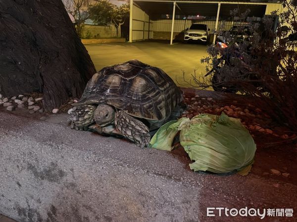 ▲蘇卡達象龜逛大街　竹北員警當動物保母意外拉起人龜情緣。（圖／記者陳凱力翻攝）