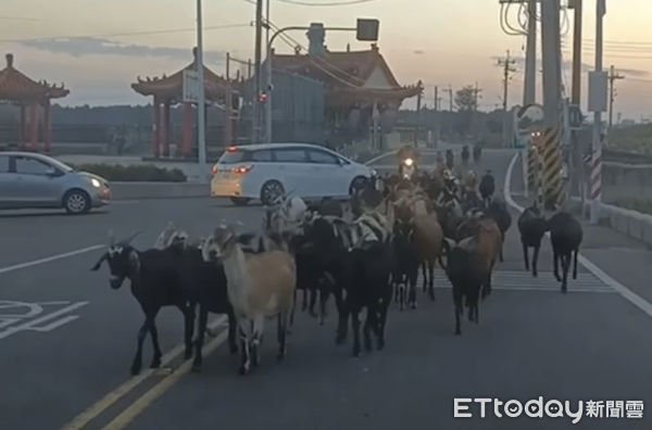 ▲雲林口湖鄉埔南村馨香宮前路段，12月24日有民眾遇到大群羊隻在馬路上奔跑，所有車輛都停下來禮讓，。（圖／記者蔡佩旻翻攝）