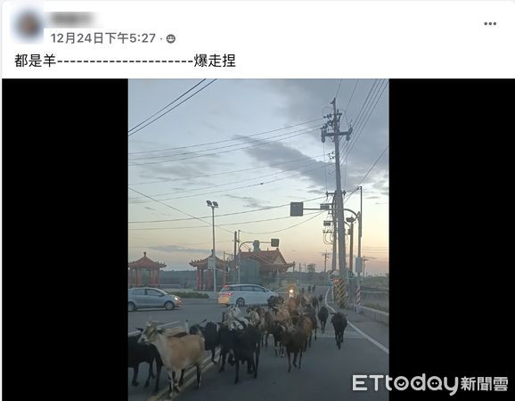 ▲雲林口湖鄉埔南村馨香宮前路段，12月24日有民眾遇到大群羊隻在馬路上奔跑，所有車輛都停下來禮讓，。（圖／記者蔡佩旻翻攝）