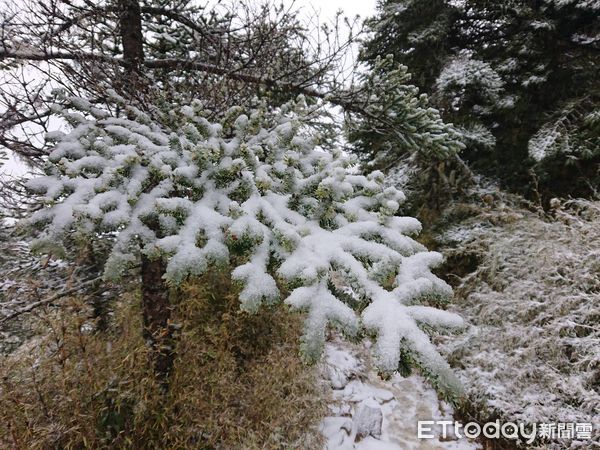 ▲雪霸國家公園369山莊27日凌晨1時左右開始降雪，清晨6時許山莊附近積雪已達5公分。（圖／記者黃孟珍翻攝，下同）