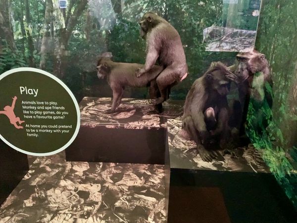 ▲▼英國一個博物館的動物展覽，直接讓猴子在小孩面前呈現交配畫面。（圖／翻攝自推特／@DrPamSpurr）