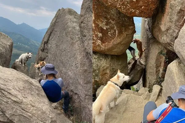 ▲▼男女為了拍照打卡，逼2隻狗站懸崖峭壁。（圖／翻攝自Facebook／香港突發事故報料區）