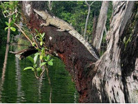 5種動物正在學的事，不禁擔心人類了