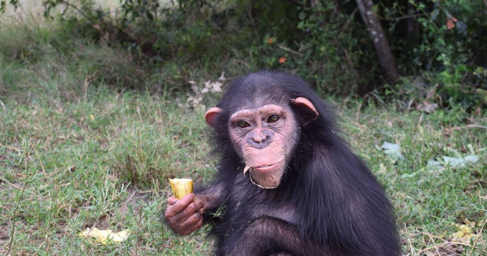 ▲▼  黑猩猩巴蘭  。（圖／翻攝自Facebook／Ol Pejeta Conservancy）